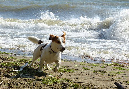 Urlaub mit Hund an der Müritz Urlaub mit Hund an der Müritz